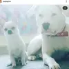 davedanjelospohn0 - @byeirich - TikTok