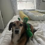 Dave Stegeman - @dave54stegs - Instagram