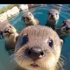 davestillings - @davestillings - TikTok