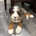 Dave & Rose Stoltzfus - @mountainsidepuppies - Instagram