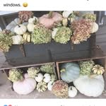 Sarah Ann Stoltzfus - @stoltzfus_dave - Instagram