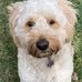 David Straub - Facebook