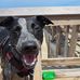 Dave Strong - Facebook