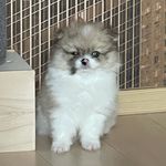 Dave - @dave.superdog - Instagram
