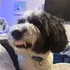 davetheswagduck - @dave.theswagger - TikTok