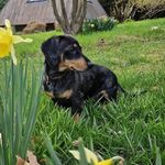 Dave Shorter-Swain - @davethedappledash - Instagram