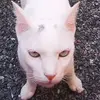 Tabby Dave Ryan - @tabby.dave.ryan - TikTok