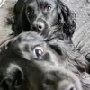 Tank_and_Dave - @tank_and_dave_tra.87 - TikTok