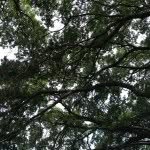 Dave Tao - @sunshineimages - Instagram
