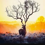 Meysam - @davetashvili - Instagram