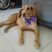 David Tello - Facebook
