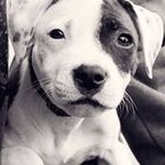 Dave Thielen - @thielendave - Instagram
