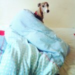 Dave Thorn - @dave_whippet - Instagram