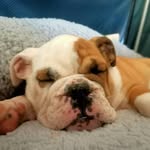 Dave Thorne - @davothebully - Instagram