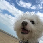 Dave Tindall - @dave__the__doggo - Instagram