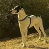 Dave Tingley - @dave.tingley4 - TikTok
