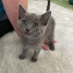 Dave Edward Tompkins - @davethecat_22 - Instagram