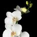 David Wiliness - Facebook