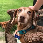 Dave - @davethewiener - Instagram