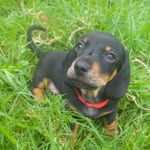 Dave the wiener - @davethewienerdog - Instagram