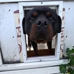 Dave Wiener - @malianddave - Instagram