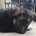 Heidi Hirst - @dave_n_willows_gsd_ - Instagram