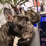 Obi Dave and Winnie Woo - @obi_winnie_frenchie_dogs - Instagram