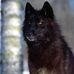 Dave Wolf - Facebook
