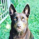 Dave Wolff - @wolffdavid041 - Instagram
