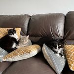 Dave Wyatt - @daves.cats - Instagram