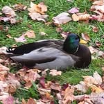 Dave Wyman - @davewyman55 - Instagram