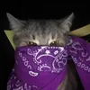 Dave-zilla - @dave_zilla1 - TikTok