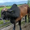 Davi Sanchez - @davi.sanchez63 - TikTok