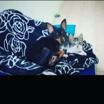 @davithomas_pets - Instagram