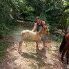 davithomasfoxhoun - @davithomasfoxhou - TikTok