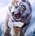 David Amat - Facebook
