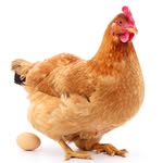 Mother Of The Egg - @davidabboud.fanpage - Instagram