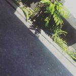 david abedi - @abedi_gang - Instagram