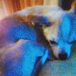 David Abram - @angry_pop_tarts - Instagram