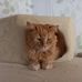 David Abram - Facebook