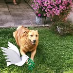 David Abt - @dabt1 - Instagram