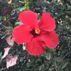 David Aharon - @davidaharon1 - TikTok