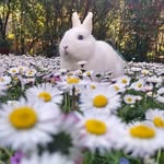 David i Aina - @mr_liam_rabbit - Instagram