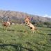 David Alaniz - Facebook