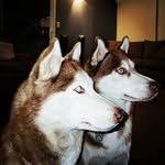 David Aldava - @gingerhuskies - Instagram