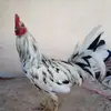 davidaldava927 - @davidaldava927 - TikTok