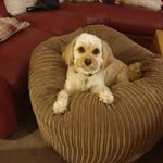 David Allam - @dave_allam - Instagram