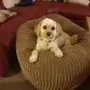 David Allam - @david.allam2 - TikTok