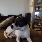 David Allgood - @fancy_dogo - Instagram