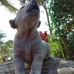 David Ambia Julca - @ambiajulca - Instagram
